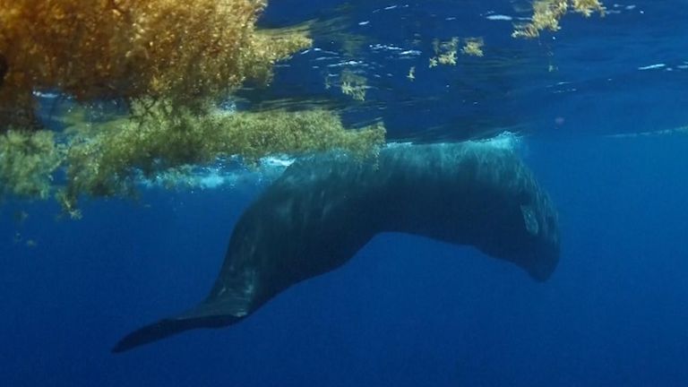 Dominica sets up new haven for sperm whales 