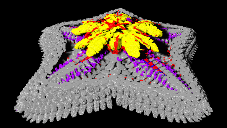 Micro-CT scan of sea star showing the skeleton (grey), digestive system (yellow), nervous system (blue), muscles (red) and water vascular system (purple). Pic: University of Southampton