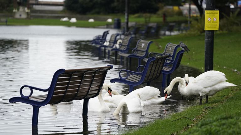 Swans feeding next to submerged benches at Canoe Lake, Southsea, Portsmouth 