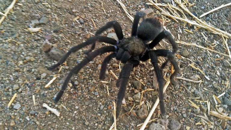 A tarantula spotted near Newbury Park, Calif. File pic: AP