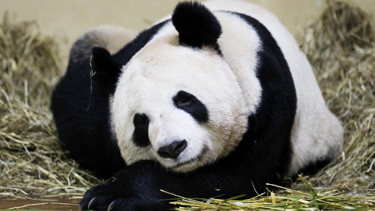 Tian Tian the female panda at Edinburgh Zoo sleeps, as a specially commissioned tartan design was launched at the zoo to mark the arrival of pandas Tian Tian and Yang Guang, which were delivered to Edinburgh Zoo on a specially chartered flight from China on December 4 last year.