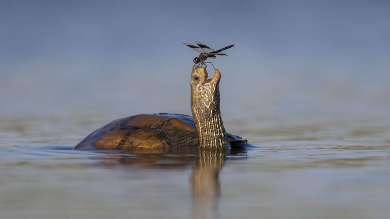 Pic: Tzahi Finkelstein/Wildlife Photographer of the Year