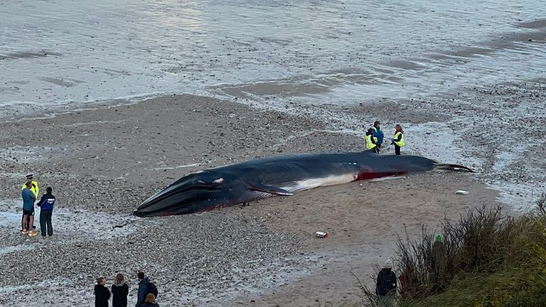 The fin whale was found at dawn on the south end of Fistral Beach. Pic: Ash Abbott