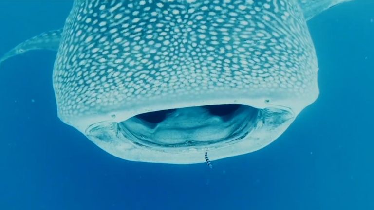 Whale shark makes a rare appearance for a camera in Hawaii