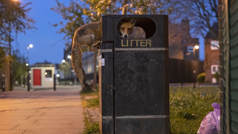 Pic: Matt Maran/Wildlife Photographer of the Year