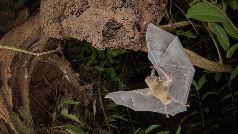 Pic: Dvir Barkay/Wildlife Photographer of the Year