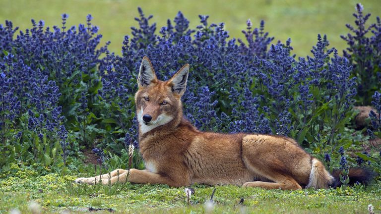 Pic: Mark Boyd/Wildlife Photographer of the Year