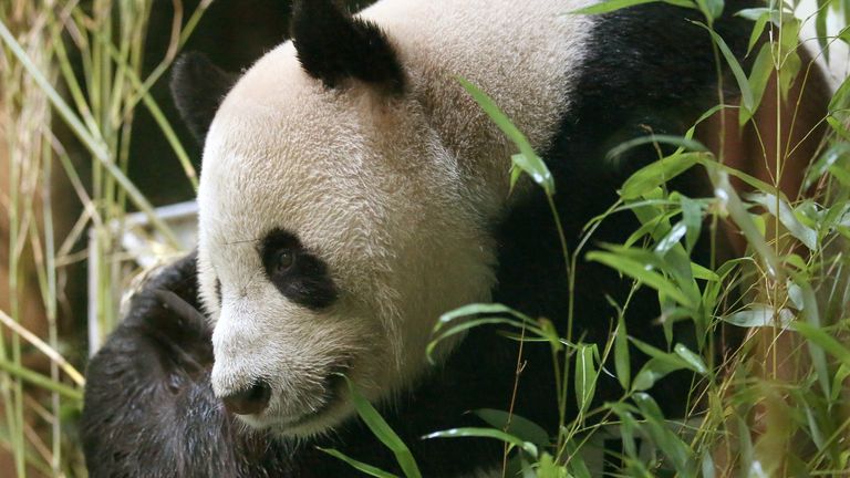 Yang Guang in his enclosure at Edinburgh Zoo as their giant pandas are one step closer to the anticipated 36 hour annual breeding window, with experts confirming a crucial hormone crossover in female panda Tian Tian has now taken place and that she should come into oestrus within the next seven to 14 days.
