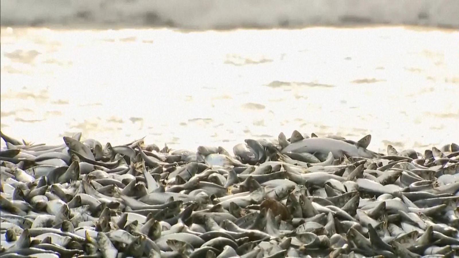 Thousands of dead fish mysteriously wash up on beach in Japan | World ...