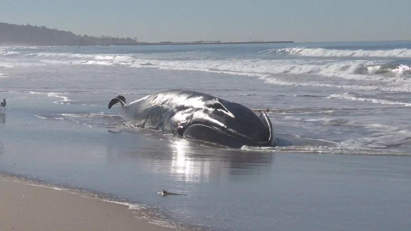 US: Massive 52-foot fin whale washes up on Pacific Beach in San Diego