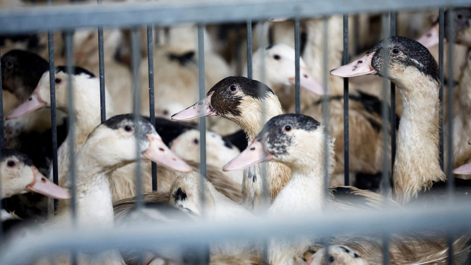 Франция поръча трети ваксини за патици от гъши дроб, за да се опита да спре епидемията от птичи грип