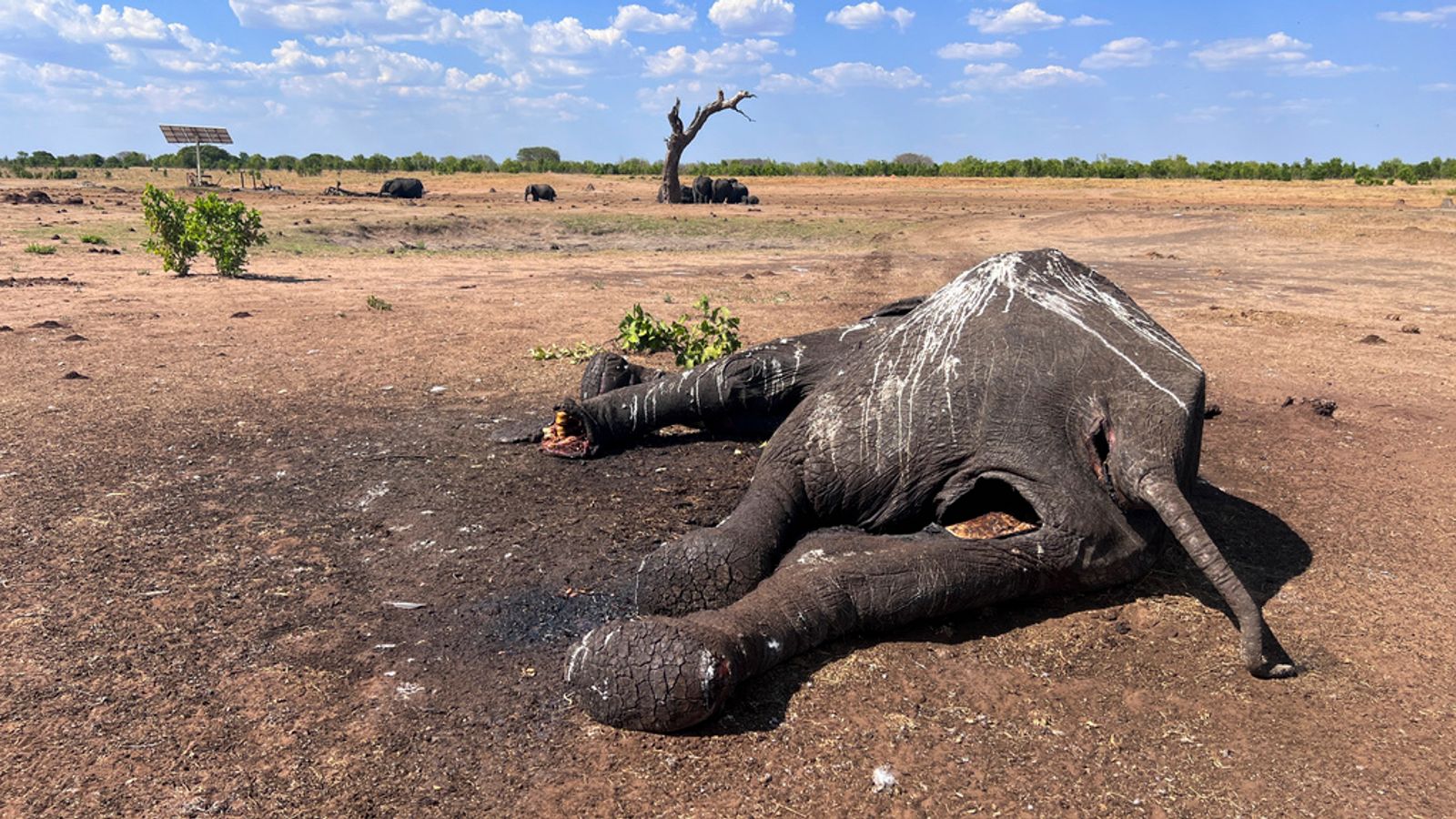 Simbabwe: Mindestens 100 Elefanten sterben in Nationalpark bei Dürre |  Weltnachrichten