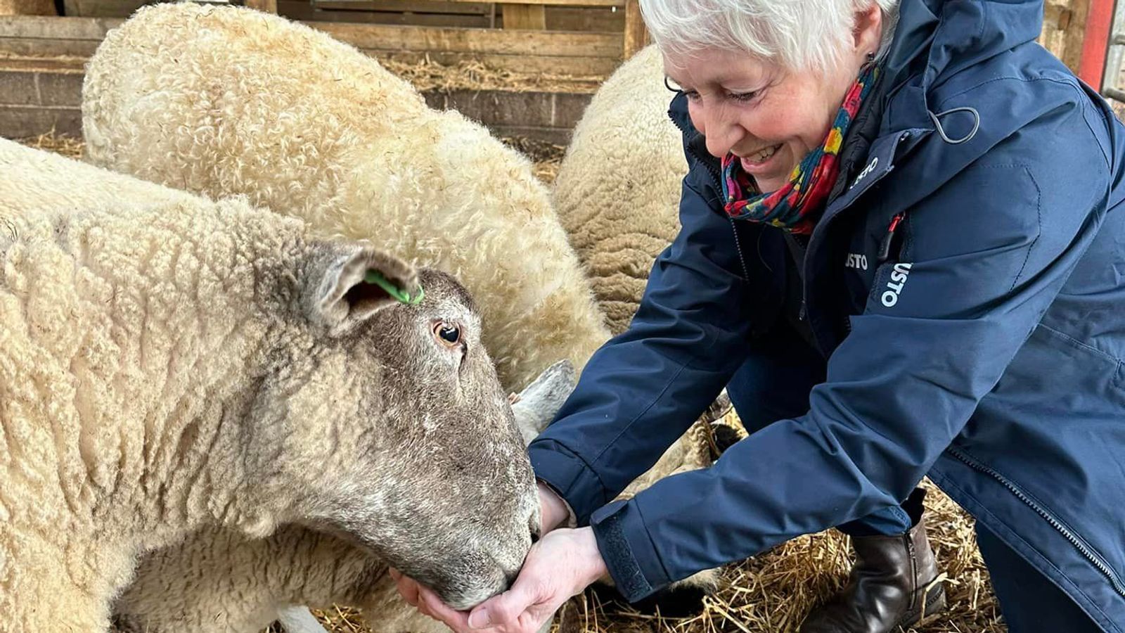 „Най-самотната овца във Великобритания“ се среща с каякар, чиито снимки са й помогнали да се спаси от живота на самота