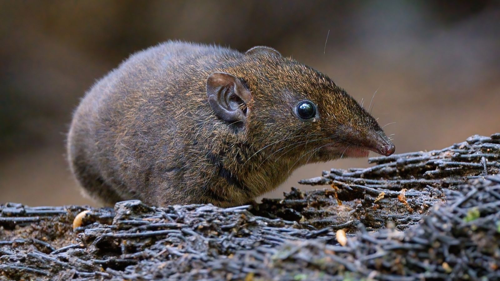 Five New Species Of Soft-furred Hedgehogs Found In South East Asia ...