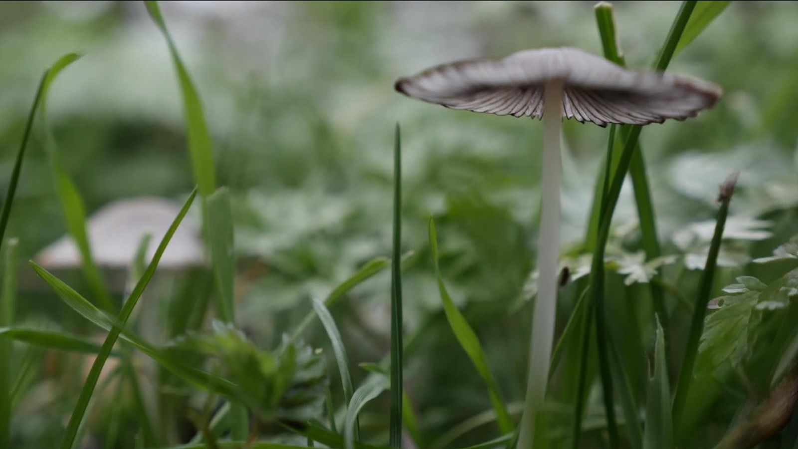 'Excessive' foraging prompts ban in Nottingham park News UK Video