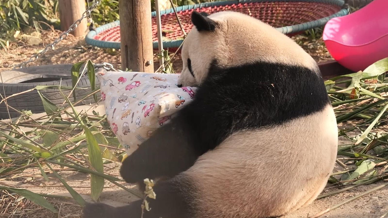 The return of a panda bear highlights battered relations between