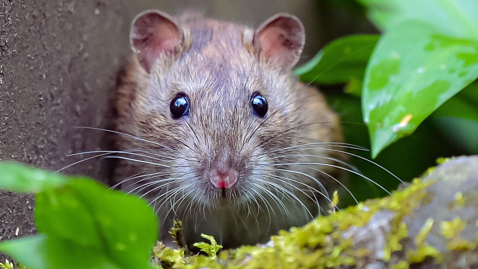 Zwierzęta powodują rekordową liczbę awarii – a głównym źródłem problemów są myszy  Wiadomości z Wielkiej Brytanii