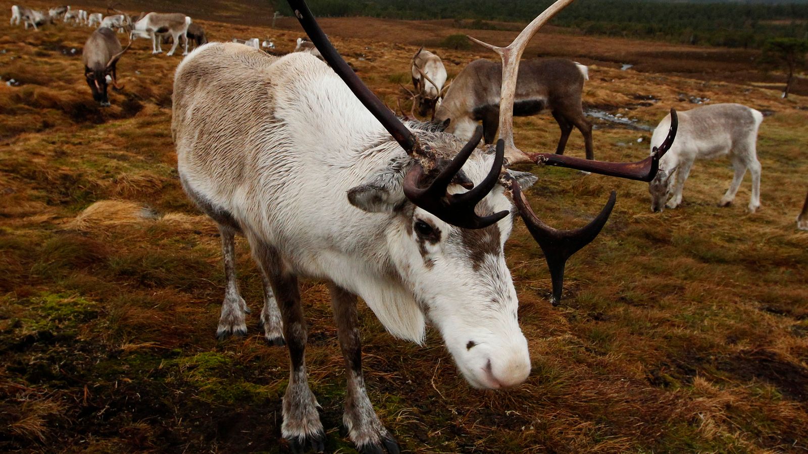 skynews-reindeer-scotland_6381468.jpg?20