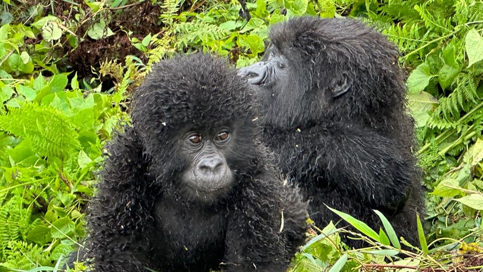 Как планинските горили в Руанда просперират по време на мир - и ни предлагат урок по нежност, топлота и добре дошли