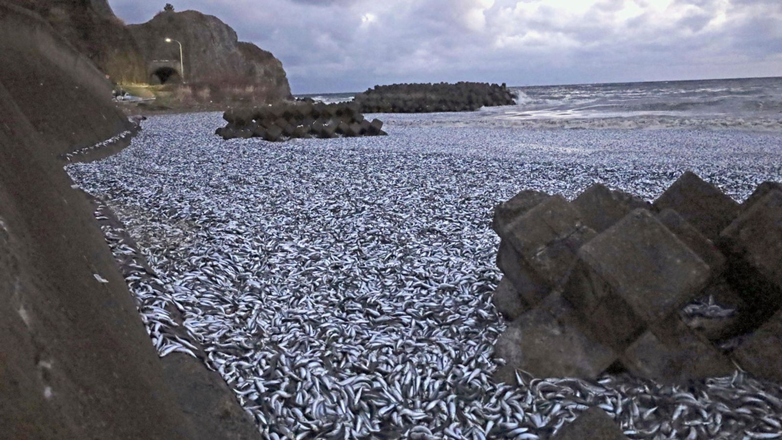 Thousand of dead fish wash up on beach in Japan