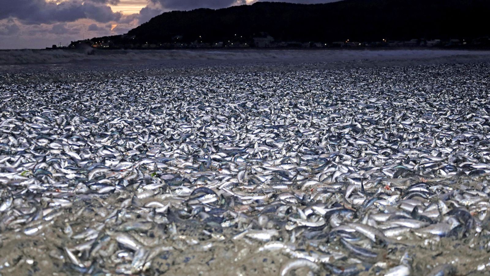 Thousands of dead fish mysteriously wash up on beach in Japan
