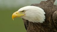 Bald Eagle (File pic: AP)