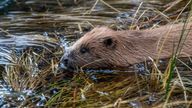 Beavers being released in the Cairngorms National Park. Pic: Beaver Trust