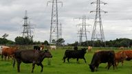 Cows graze in a field under electrical pylons in Middlesbrough, northern England June 12, 2008. REUTERS/Nigel Roddis (BRITAIN)