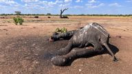 In this photo supplied by IFAW, an elephant lies dead metres from a watering hole in Hwange National Park, Tuesday Dec. 5, 2023. At least 100 elephants have died in Zimbabwe&#39;s largest national park in recent weeks because of drought, their decaying carcases a grisly sign of what wildlife authorities and conservation groups say is the impact of climate change and the El Ni..o weather phenomenon. (Privilege Musvanhiri/IFAW via AP)