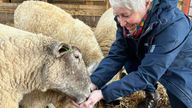 "Britain&#39;s loneliest sheep" Fiona. Pic: Dalscone Farm Fun