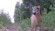 Undated handout screen grab issued by LNER of a deer, which are being deterred from railway lines using their new Automated Deer Deterrent System by harnessing artificial intelligence