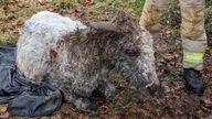 Donkey rescue. Pic: NIFRS 