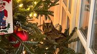 A baby owl is found sitting in a Christmas tree in Lexington, Kentucky, on Nov. 27, 2023. The bird was safely released into the family&#39;s backyard. (Bobby Hayes via AP)