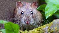 Rats caused the most breakdown, according to the RAC