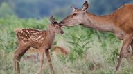 Red deer calves are being born later in the year, so don&#39;t have time to put on fat for winter