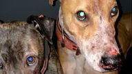 Ryan Martin, 23, orchestrated bloody fights between his three dogs against wild animals. Pic: Scottish SPCA