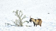 A goat in the snow in the North York Moors National Park