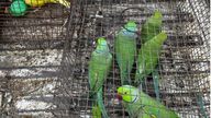 Birds seized in India. Pic: Interpol