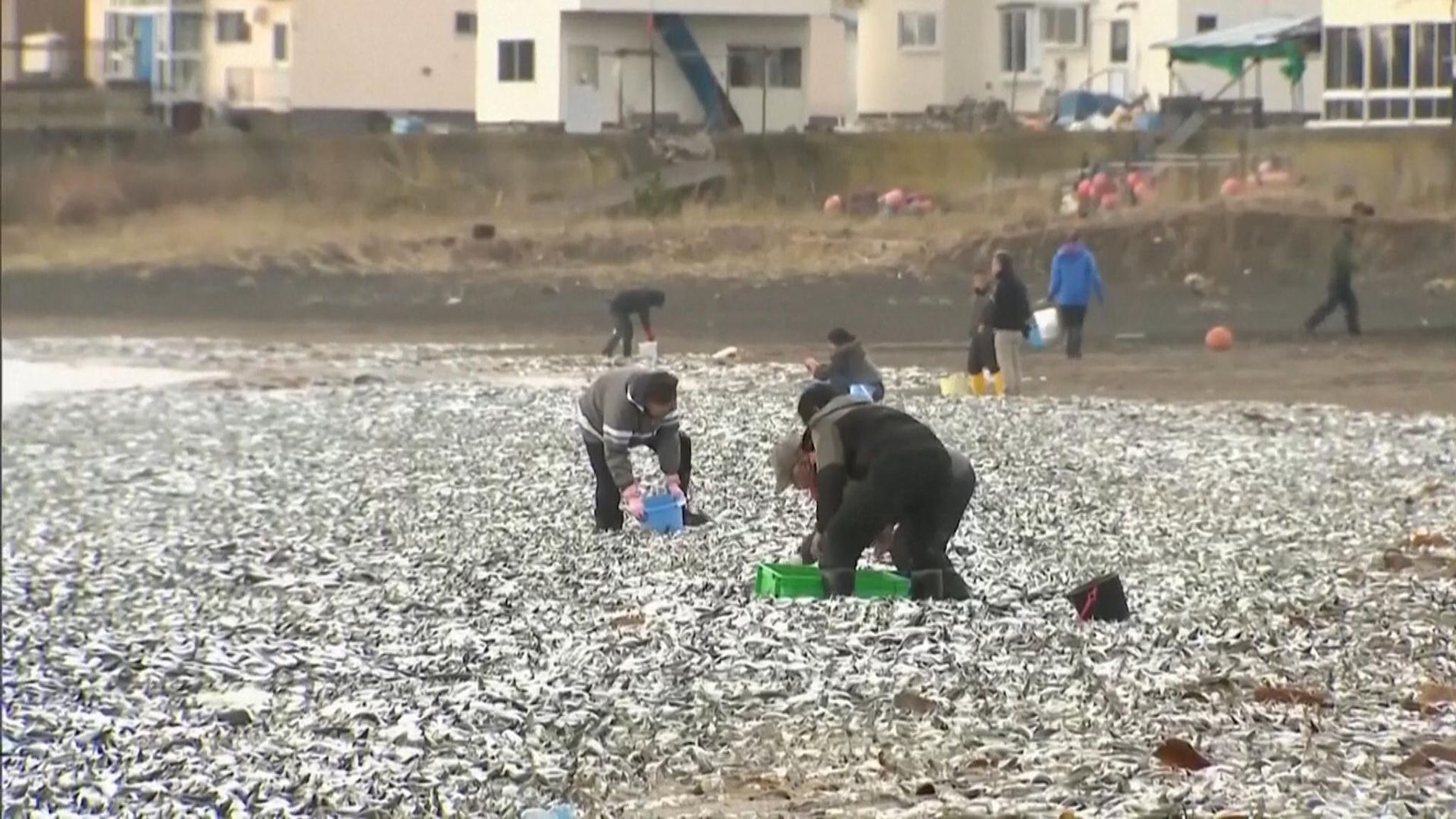 Thousands of dead fish mysteriously wash up on beach in Japan | World 