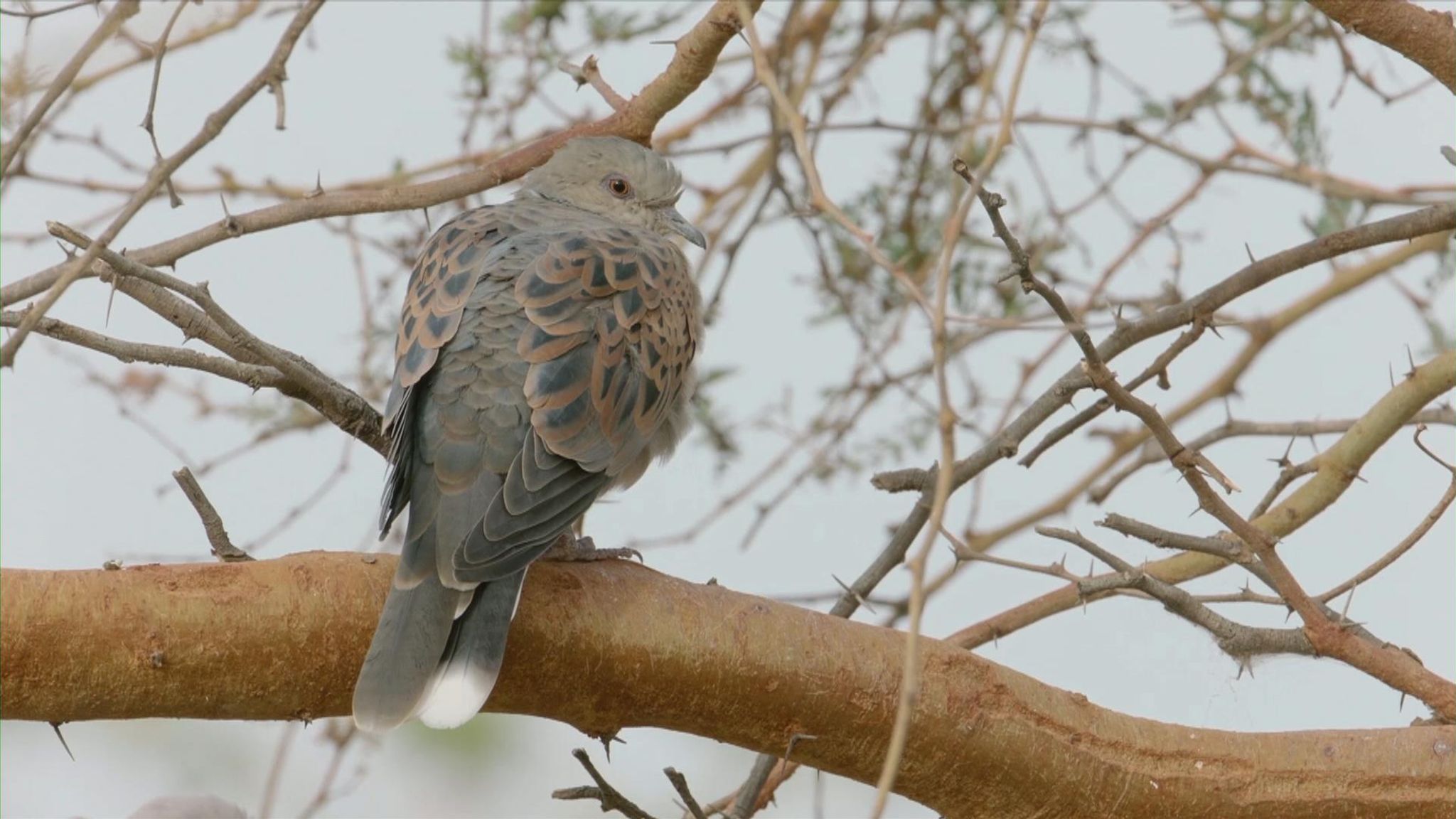 Operation Turtledove: How conservationists are racing to save UK's