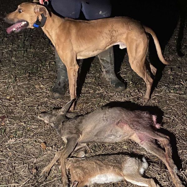 Items seized from Martin's address tested positive for badger, fox and deer DNA. Pic: Scottish SPCA