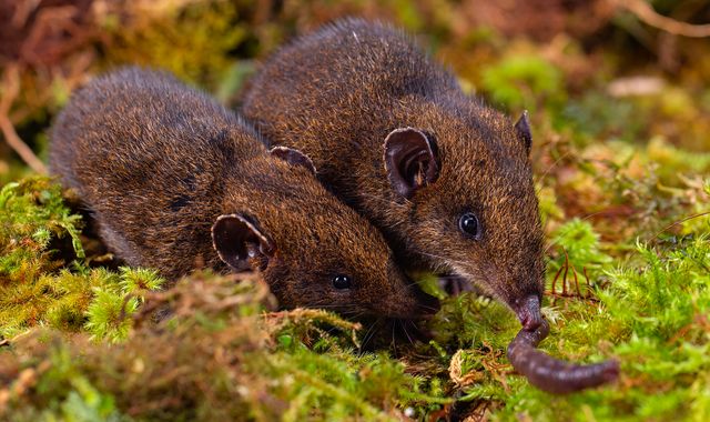 Five new species of soft-furred hedgehogs found in South East Asia - Vimarsana News
