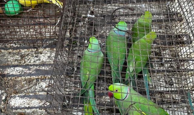 Crocodile blood and big cat body parts among illegal wildlife products seized in... - Vimarsana News