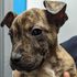 Three-pawed puppy found abandoned in carrier bag on Christmas Eve