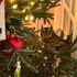 Family find baby owl living in Christmas tree | US News 1 Family find baby owl living in Christmas tree | US News