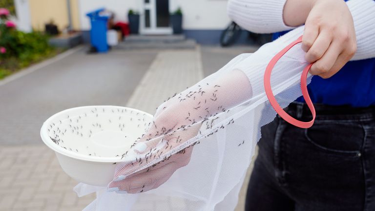 The mosquitos could become common in England. Pic: AP