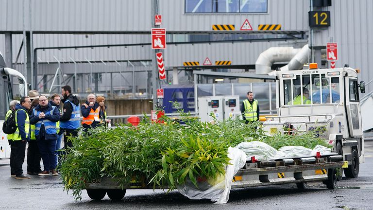 Bamboo being loaded onto the China Southern cargo plane at Edinburgh Airport as giant pandas Yang Guang and Tian Tian begin their journey back to China after spending 12 years a China Southern cargo plane at Edinburgh zoo. Picture date: Monday December 4, 2023.

