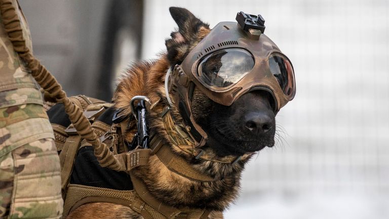 Image of a Estonian military working dog with handler, seen here visiting the Amari Air Base in Estonia.  ..Chinook helicopters on Op PELEDA were visited by working dogs and their handlers at Amari Air Base, Estonia. ..The dogs had the chance to explore a Chinook on the ground first, and practice safe embarkation drills with their handlers. Following this, the dogs and handlers were given short flights, to allow them to experience what it would be like to be transported to a task via Chinook. ..13 dogs and 15 handlers visited. The units represented on the visit were: Estonia Rescue EOD, Estonian Prison Service, Estonian Military Police, Estonian Police and Border Guard K9 unit and the Northern Prefecture dog handlers and service dogs...RAF Chinooks are currently deployed to the Baltic region as Aviation Task Force 3. They are based at Amari Air Base to support the Agile Task Force and the British-led NATO enhanced Forward Presence (eFP) Estonia..