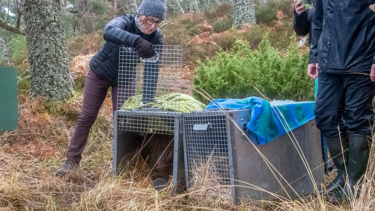 Beavers being released in the Cairngorms National Park. Pic: Beaver Trust