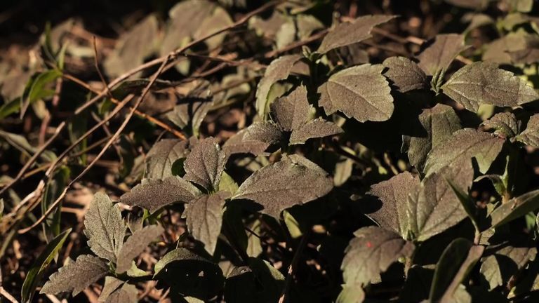 The impact on plants is clear